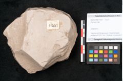 Foto (Objekt + Etikett) von Plantae indet.  (NHMW-GEO-2024-0188-11557)
